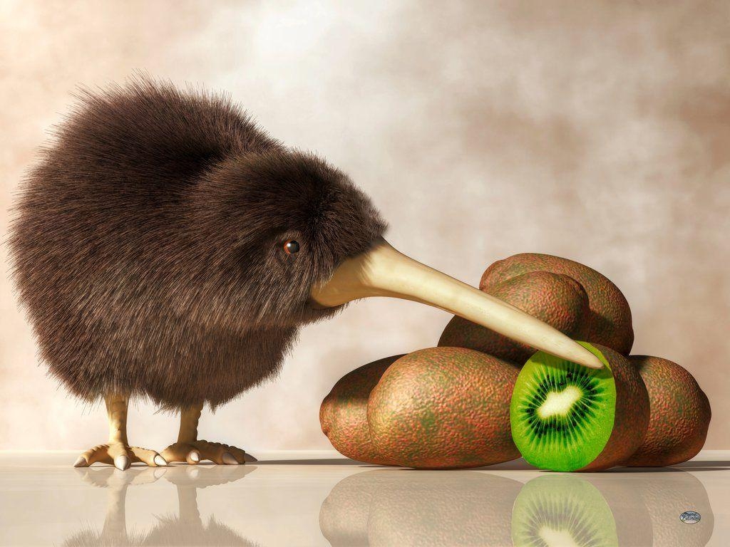 Kiwi Vogel, Kiwifrucht, Tier, Natur, Standbild, 1030x770 HD Desktop