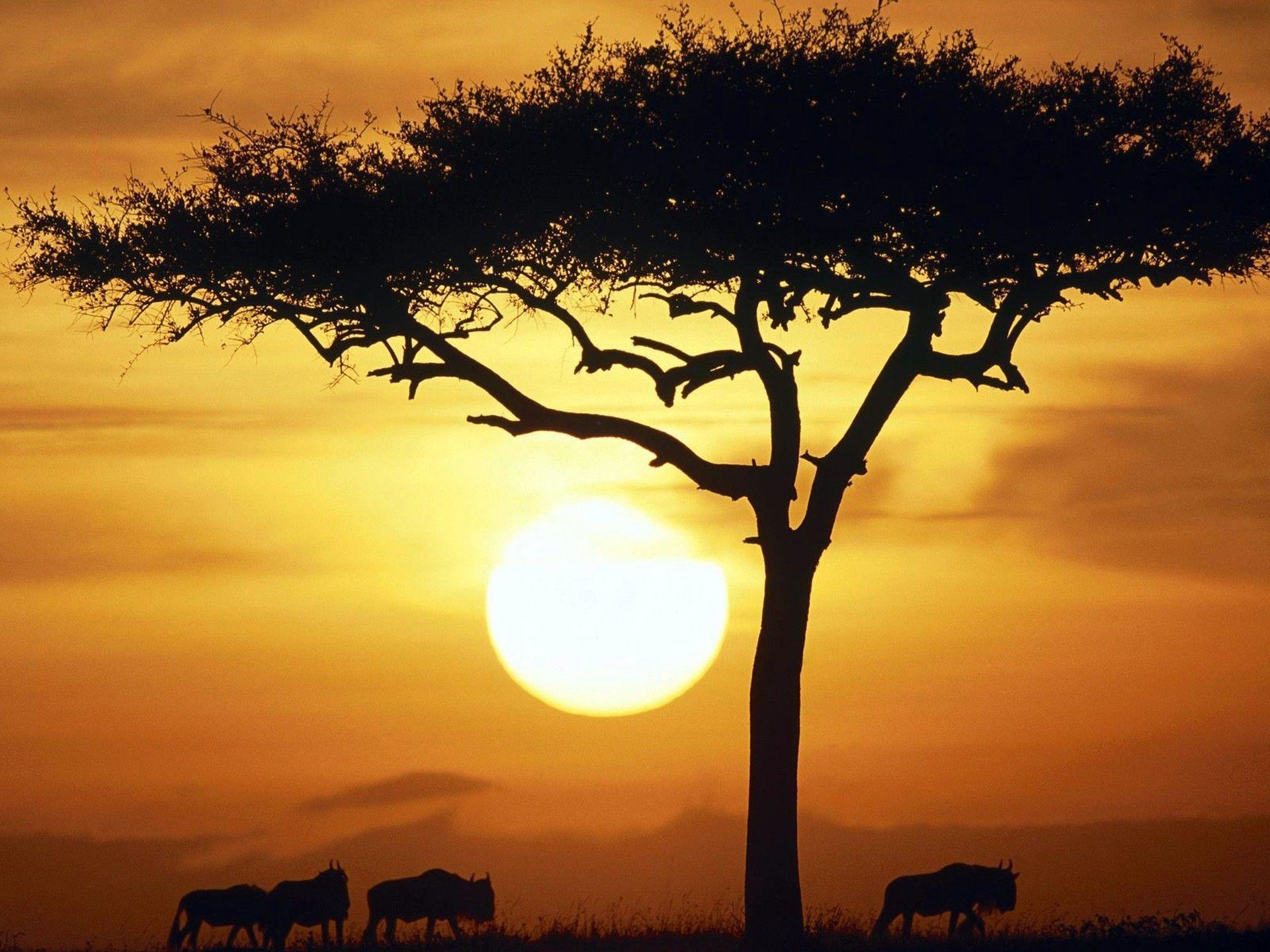 Natur, Gnus, Sonnenaufgang, Masai Mara, Kenia, 1920x1440 HD Desktop