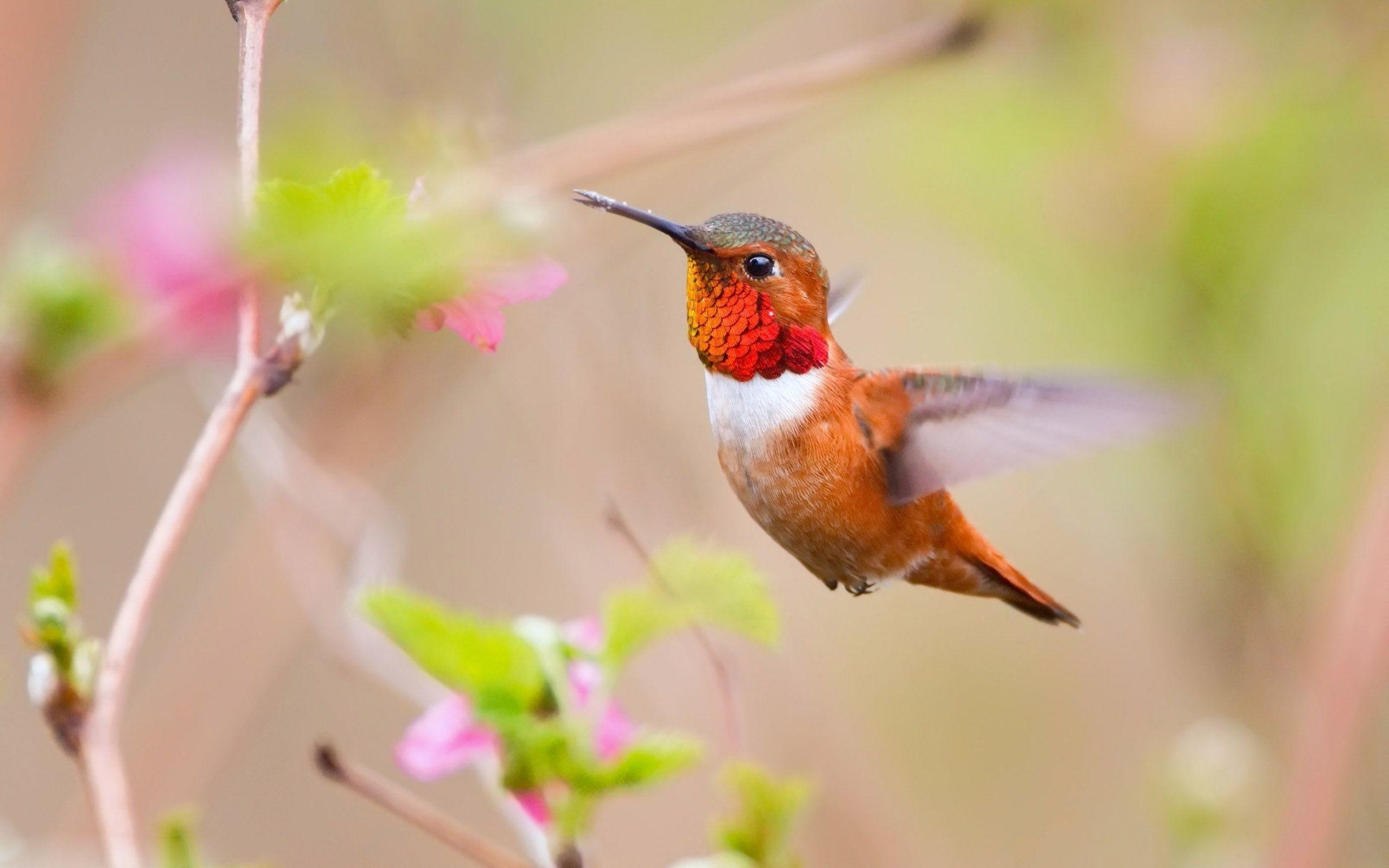 Kolibri, kostenlos, Foto, Hintergrundidee, Vogel, 2560x1600 HD Desktop