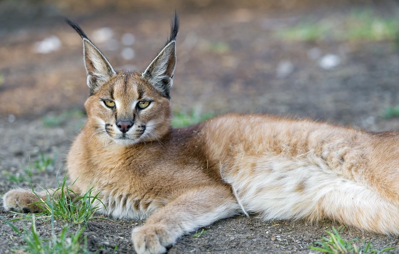 Karakal, Gesicht, Raubtier, Steppe, Luchs, 1340x850 HD Desktop