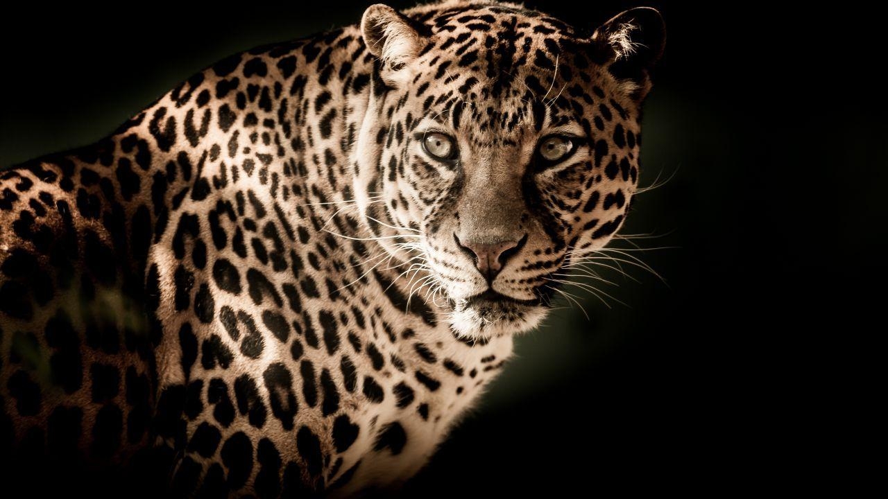 Leopard, 4K, Tier, HD, Bild, 1280x720 HD Desktop