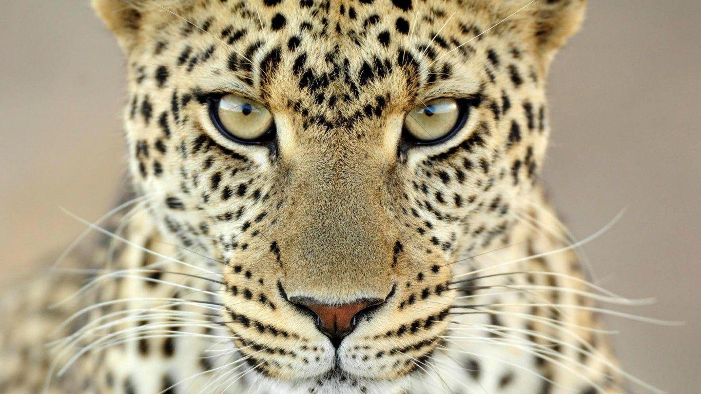 Gepard, 16x768, Tiere, Wildkatze, Qualität, 1370x770 HD Desktop