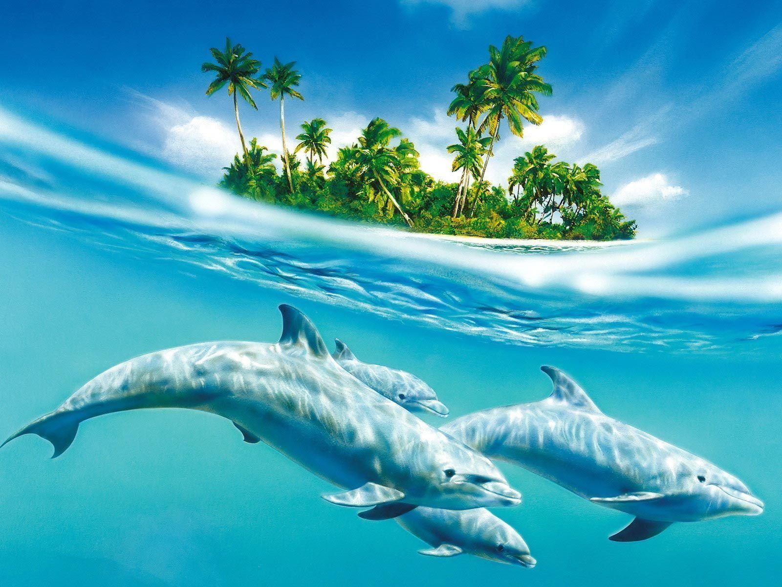 Delfin, Desktop, kostenlos, Bild, Tierwelt, 1600x1200 HD Desktop