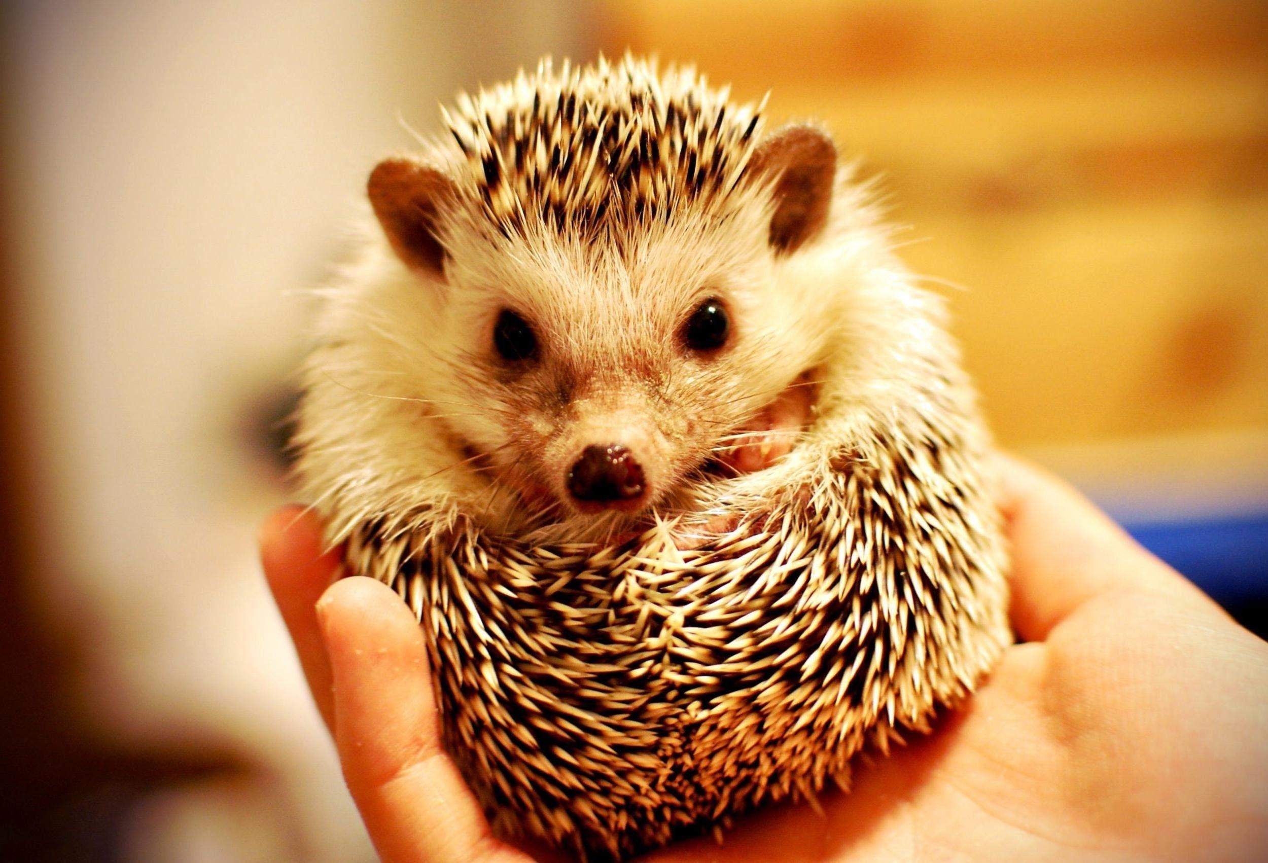 Igel, Tiere, HD Hintergrund, Niedlich, iphone geeignet, 2500x1710 HD Desktop