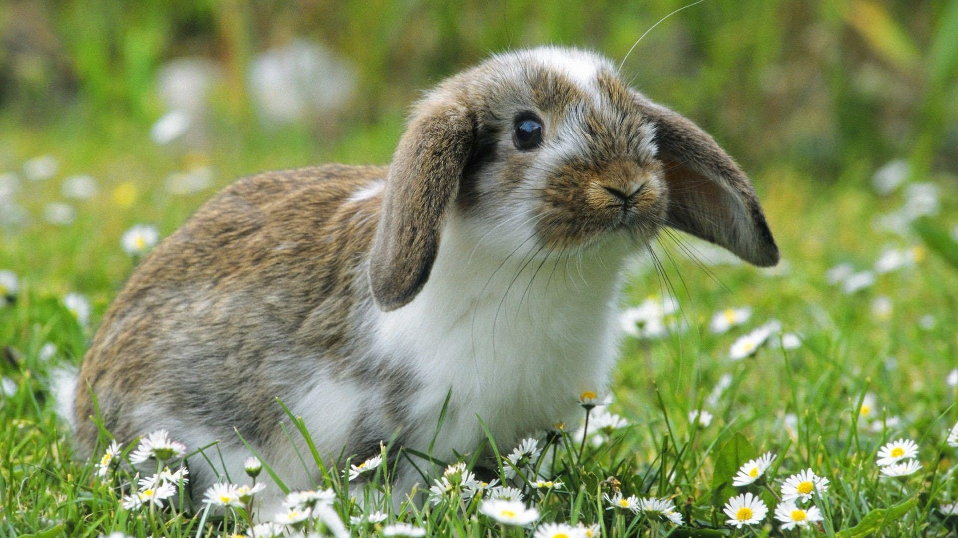 Hase, HD, Desktop, Hintergrund, Niedlich, 1920x1080 Full HD Desktop