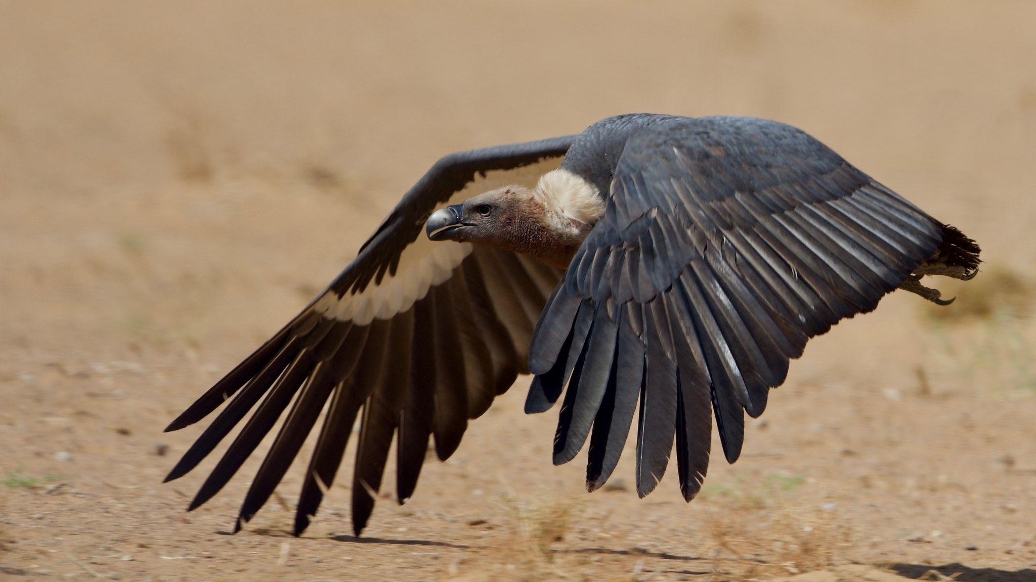 Bartgeier, Vierteilung, Indien, Vögel, Verbreitung, 2050x1160 HD Desktop