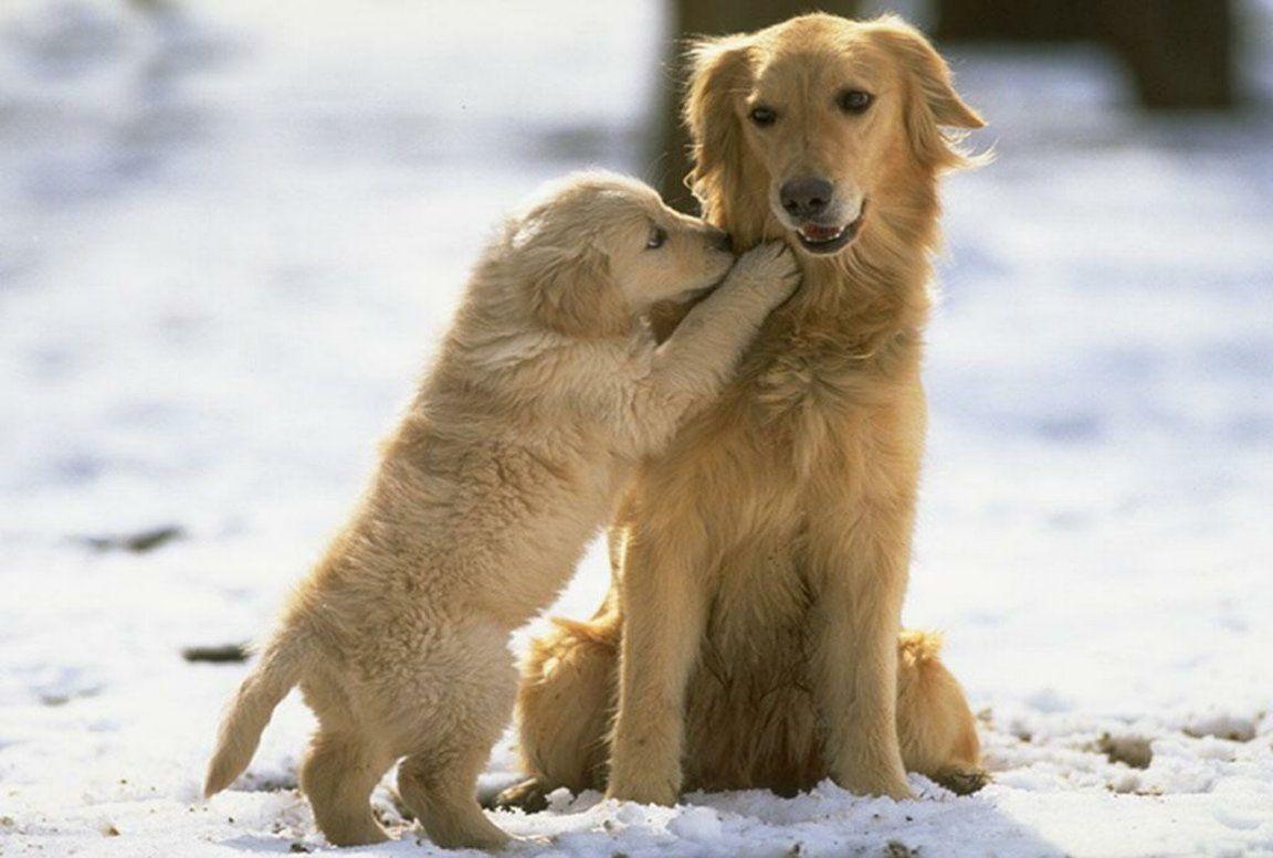 Golden Retriever, Liebevoll, Bild, Natur, Tierliebe, 1160x780 HD Desktop