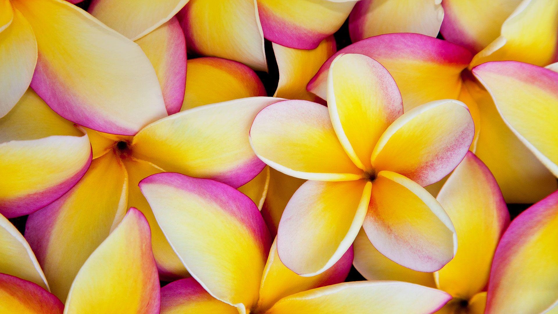 Plumeria, Blume, Natur, Hintergrund, Exotisch, 1920x1080 Full HD Desktop