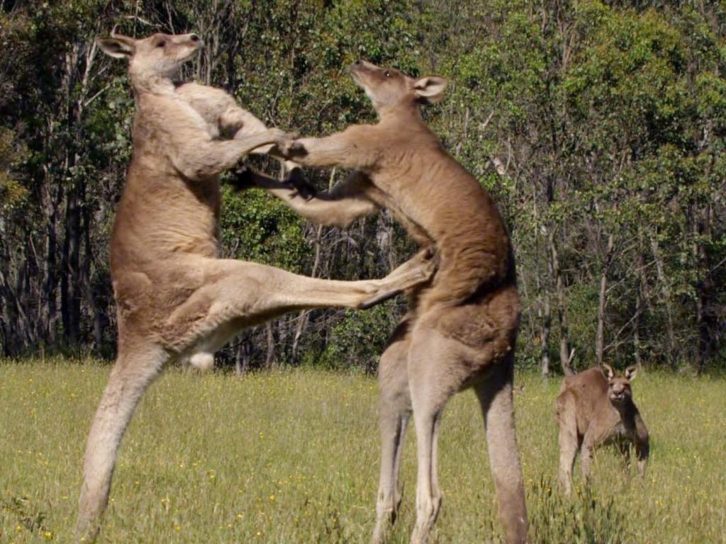 Känguru, 1080px, Australien, Natur, Tierwelt, 1030x770 HD Desktop