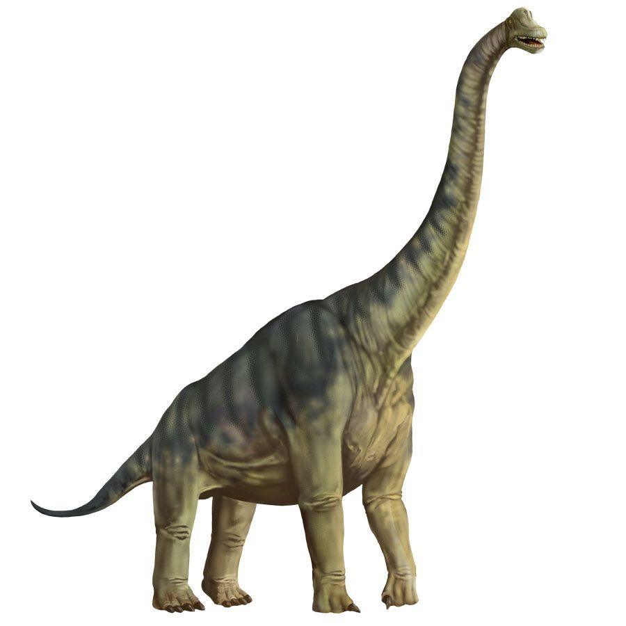 Brachiosaurus, Dinosaurier, prähistorisch, Groß, Tier, 900x900 HD Handy