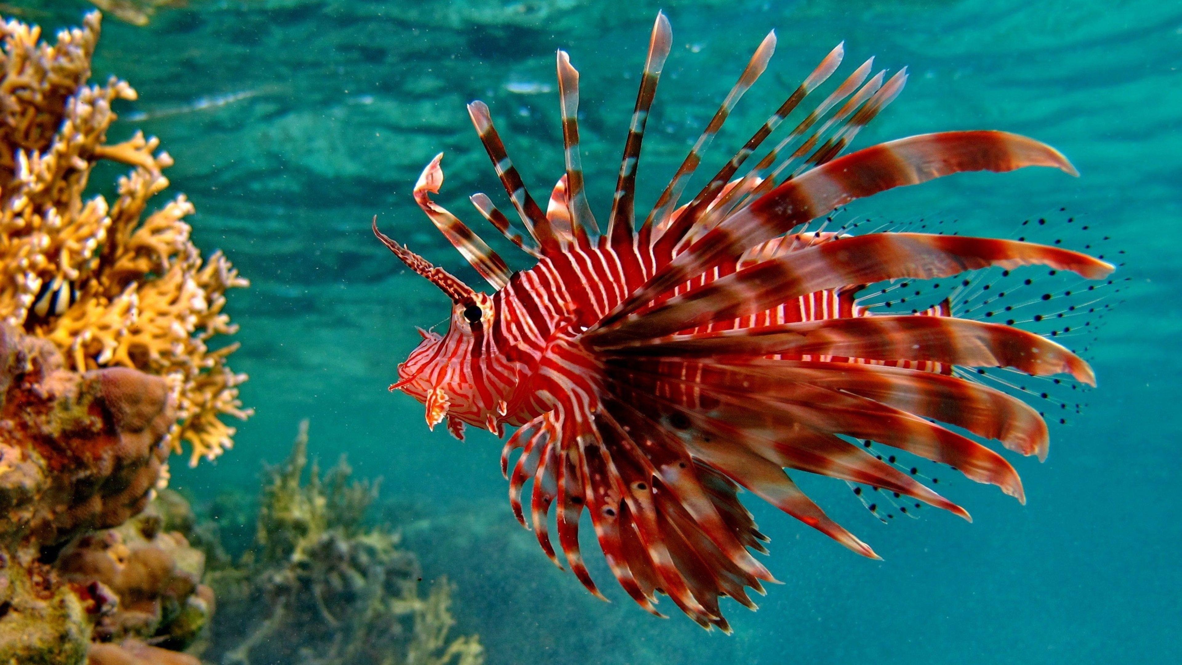 4K Fisch, HD, Qualität, Farben, Meer, 3840x2160 4K Desktop