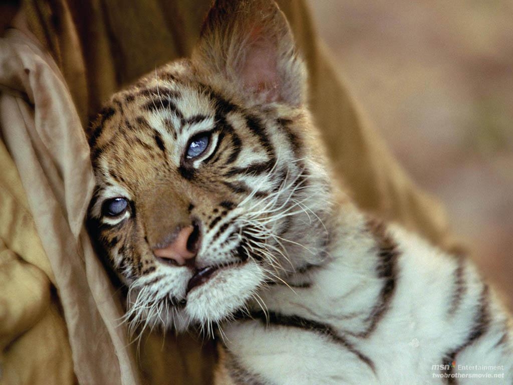 Süßer Tigerjunges, Tier, Baby-Tiger, Niedlich, Hintergrund, 1030x770 HD Desktop