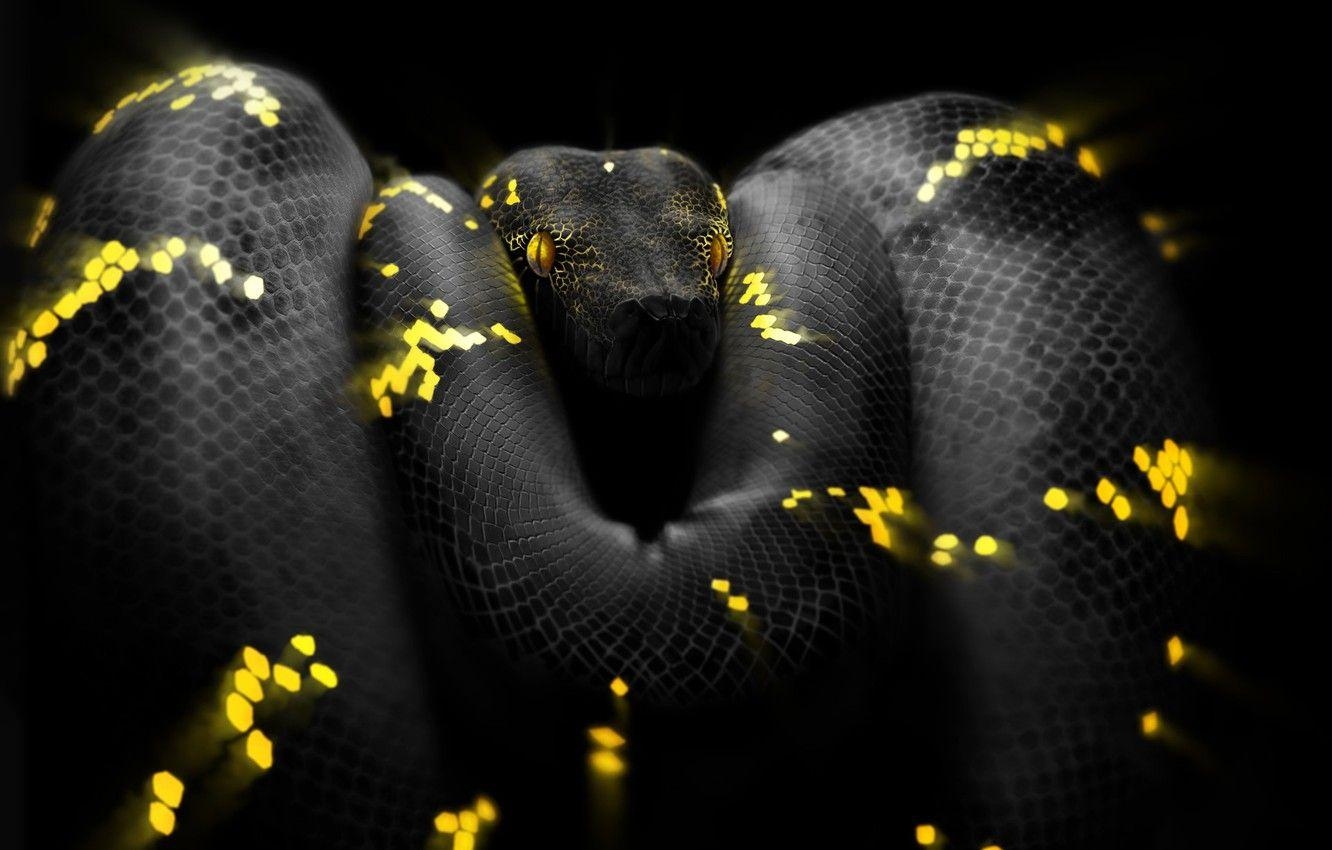 Schlangenaugen, Kopf, Python Kunst, Ben Judd, Surreal, 1340x850 HD Desktop