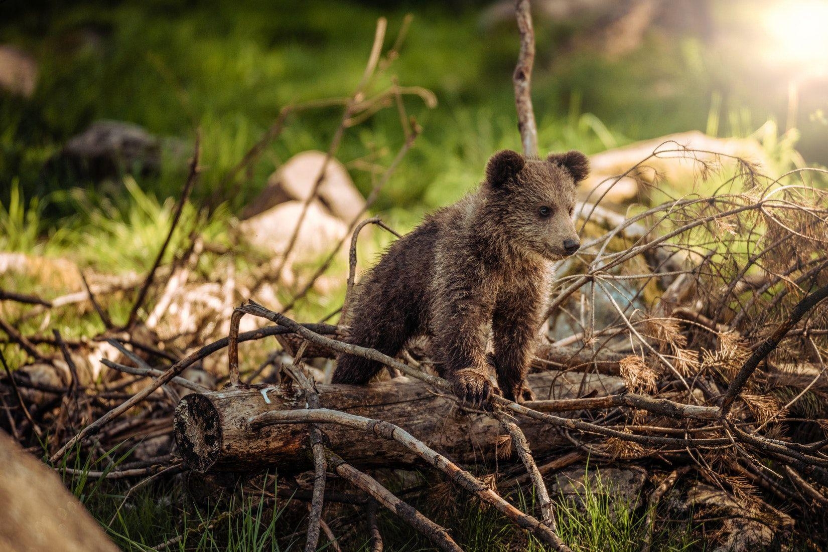 Braunbär, Bild, Tierfoto, Natur, Wild, 1650x1110 HD Desktop