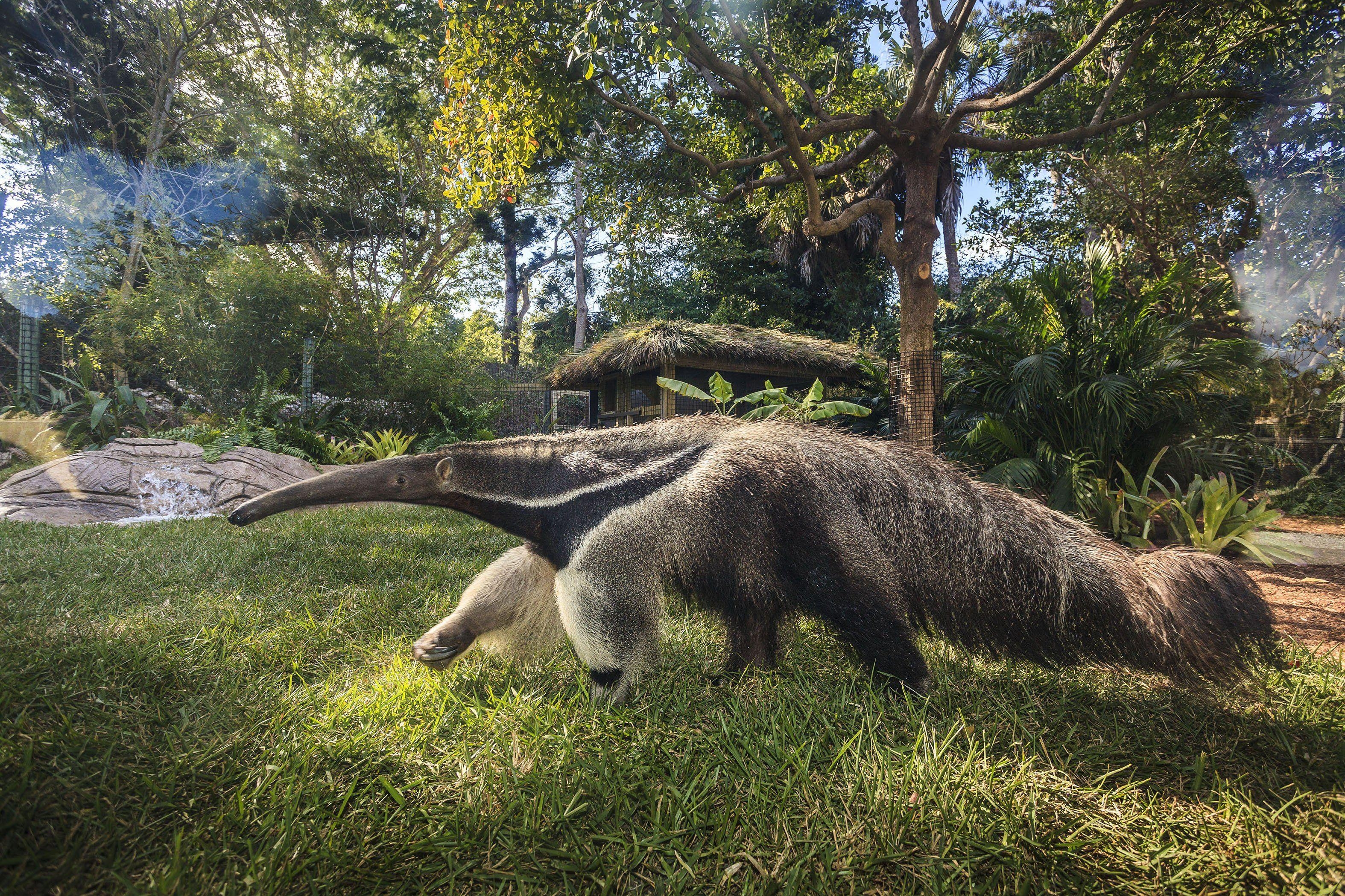 Ameisenbär, Vermilingua, Tierwelt, Exotisch, Natur, 3150x2100 HD Desktop