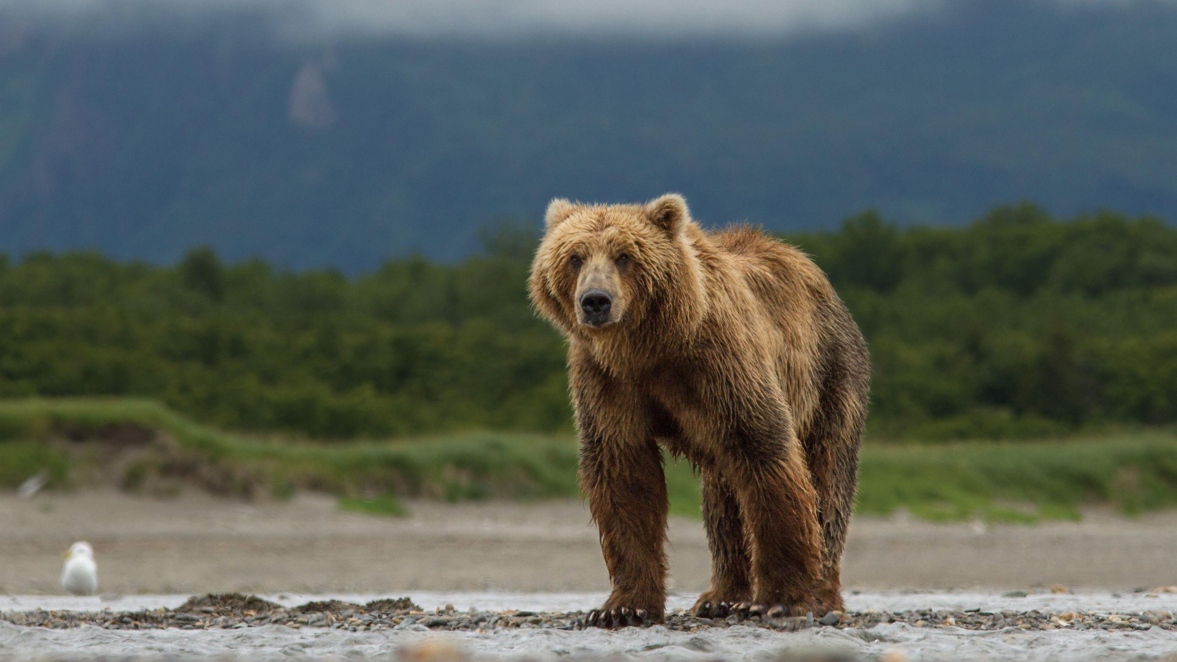 Grizzlybär, Natur, Braunbär, Tierhintergrund, Wildnis, 3840x2160 4K Desktop