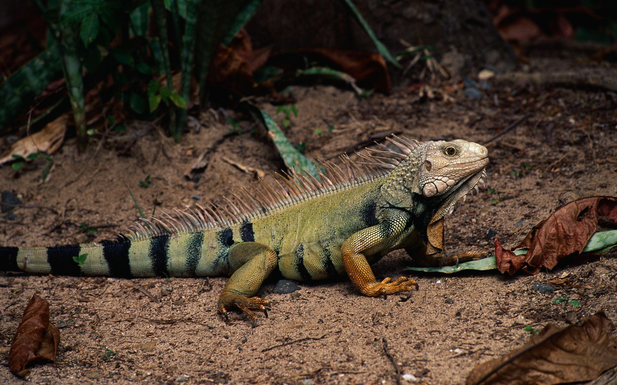 Leguan, HD, Tiere, Reptilien, Hintergrund, 2560x1600 HD Desktop