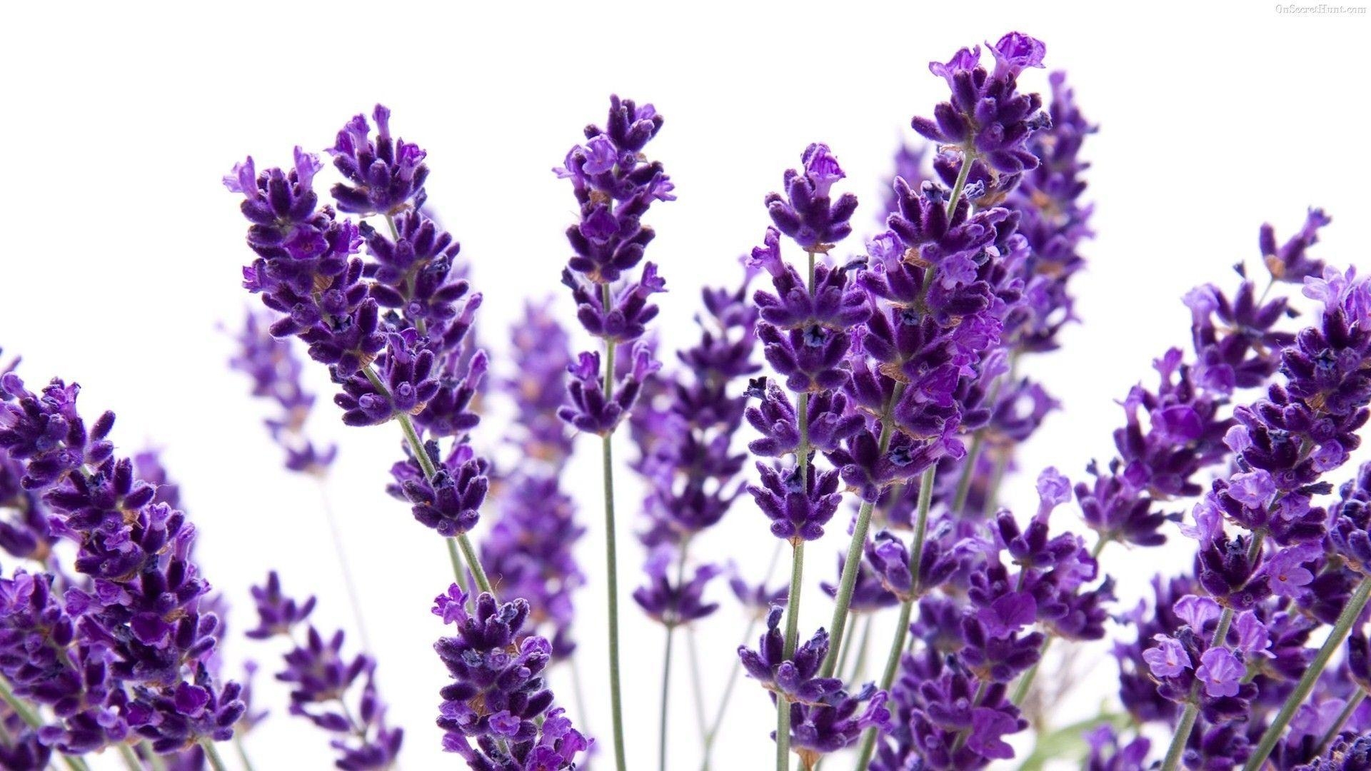 Lavendel, Hintergrund, Natur, Lila, Bild, 1920x1080 Full HD Desktop