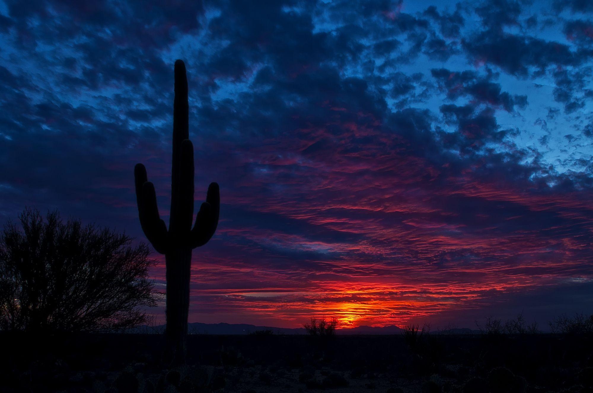 Tucson Arizona, Kaktus, Natur, 4K, Foto, 2000x1330 HD Desktop