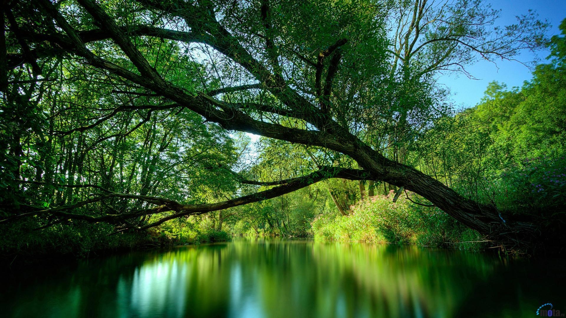 Baum, Natur, Ökosystem, Wachstum, Wald, 1920x1080 Full HD Desktop