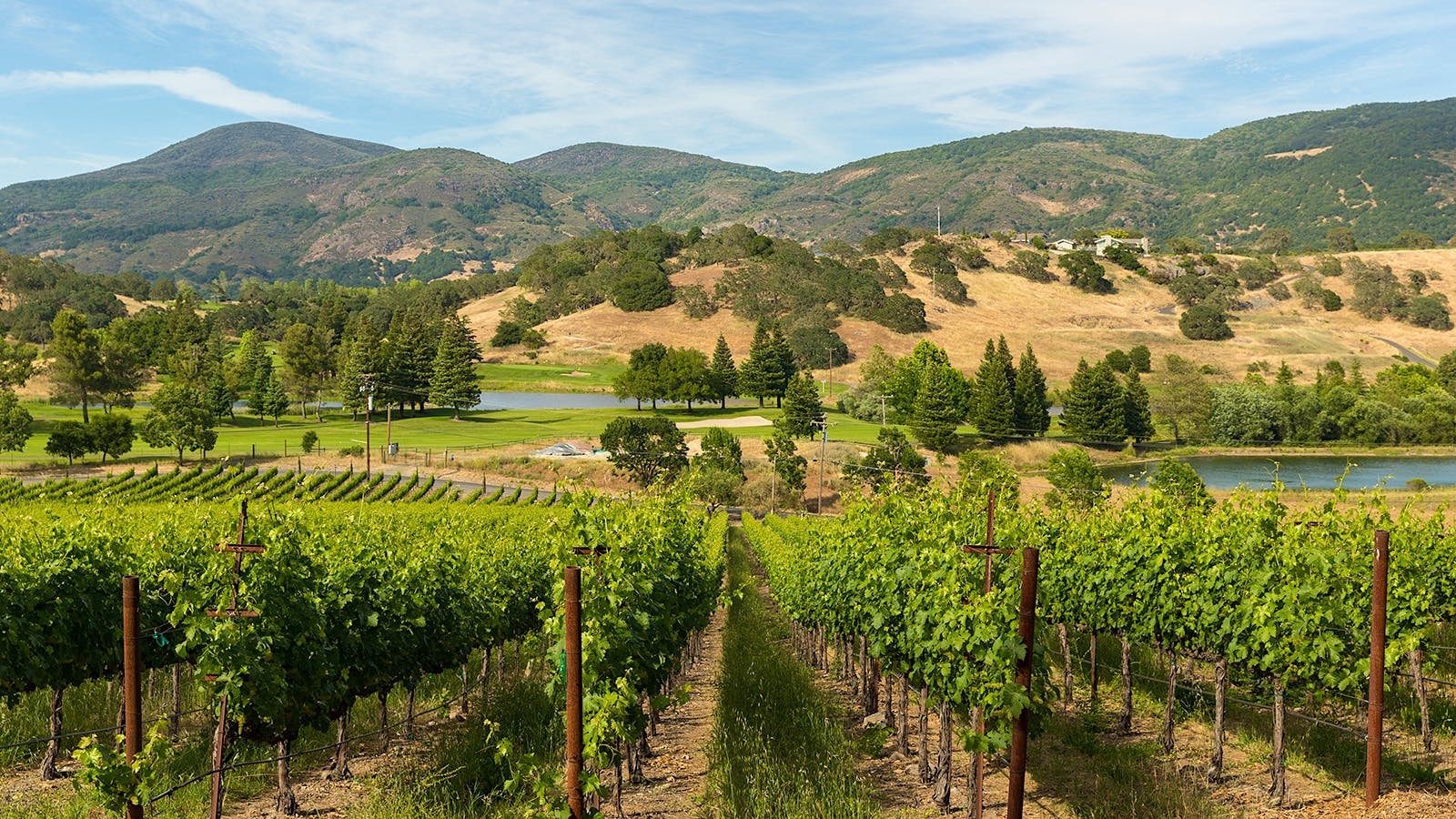 Napa Valley, Reisen, Kalifornien, Wein, Weinberge, 1600x900 HD Desktop