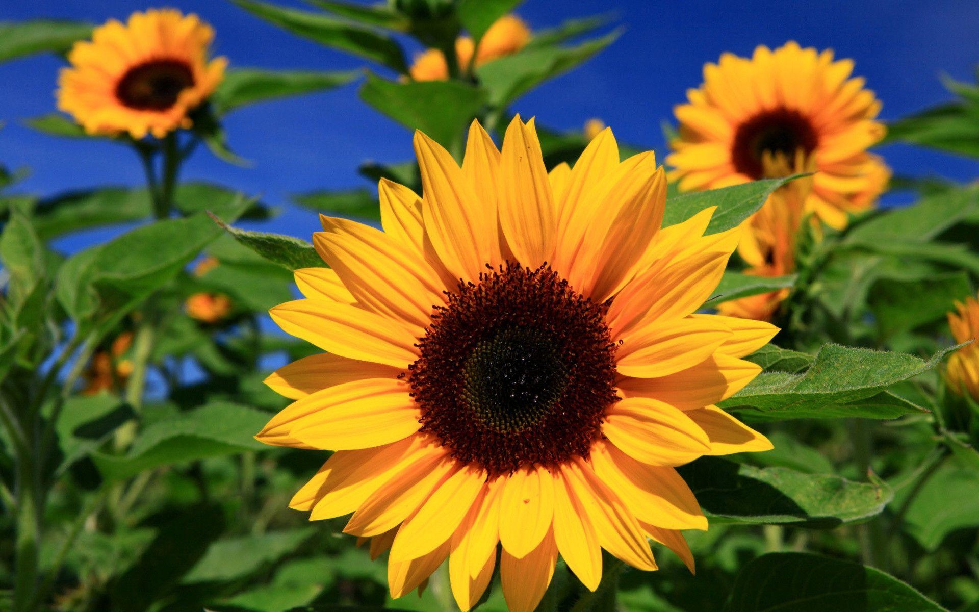 Sonnenblumen, Natur, Blumen, HD, Hintergrund, 1920x1200 HD Desktop