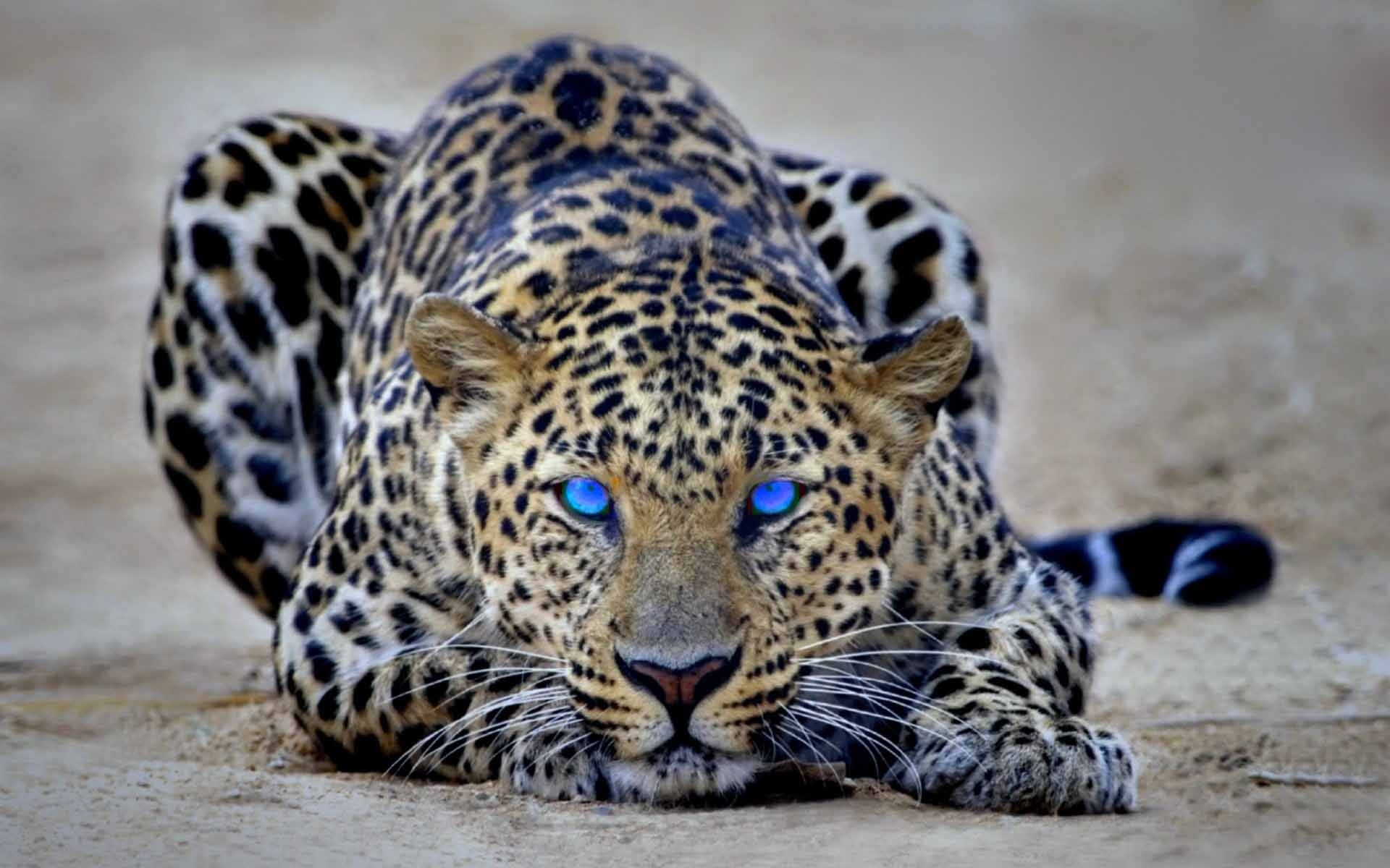 Gepard, HD, Hintergrund, Tierwelt, Geschwindigkeit, 1920x1200 HD Desktop