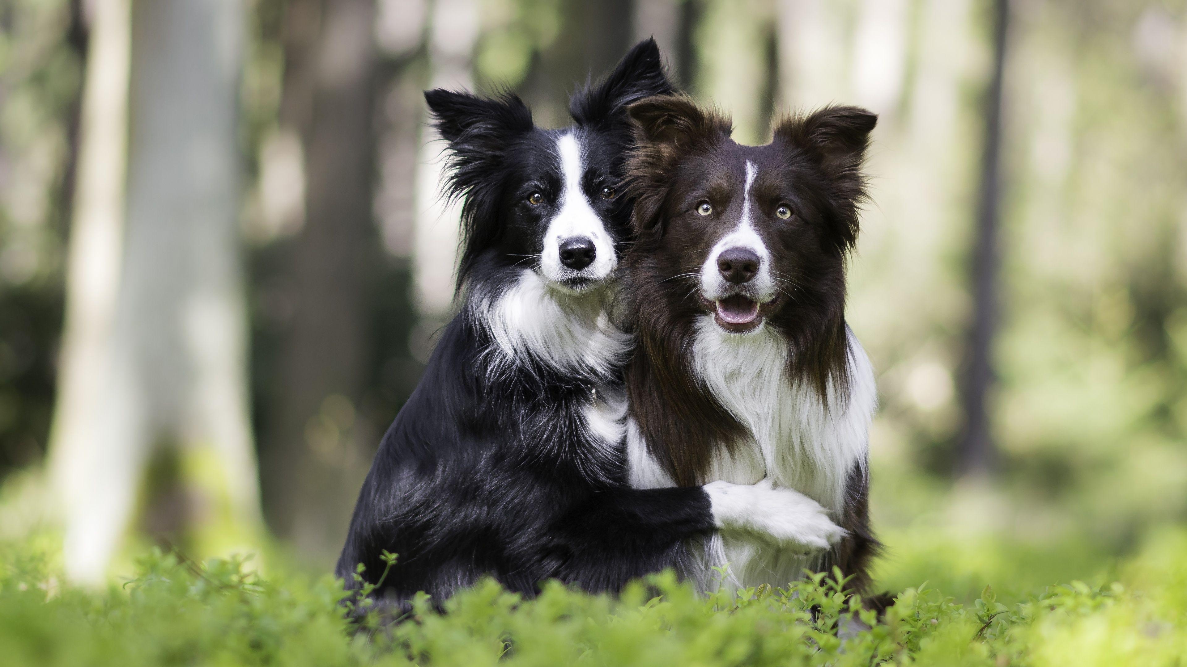 Border Collie, Hund, zwei, Tiere, Blick, 3840x2160 4K Desktop