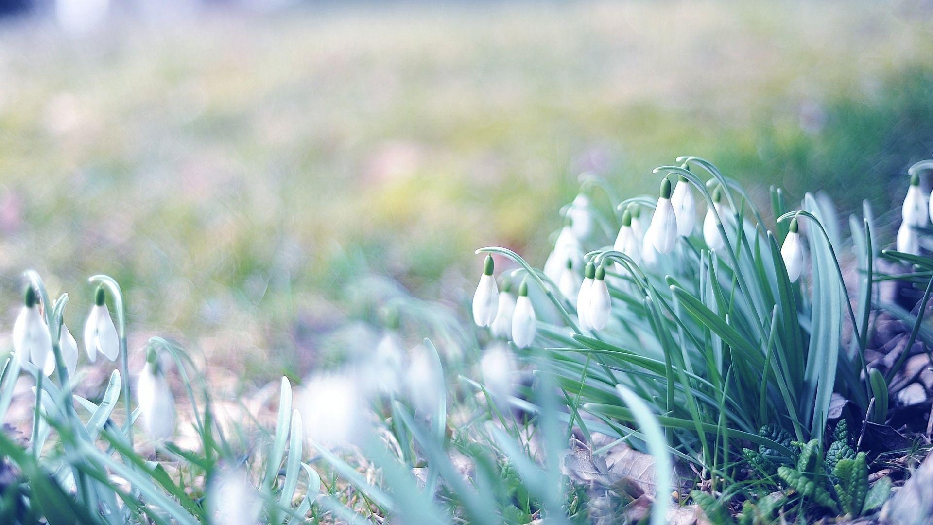 Frühling, Natur, Freude, Wachstum, Harmonie, 1920x1080 Full HD Desktop