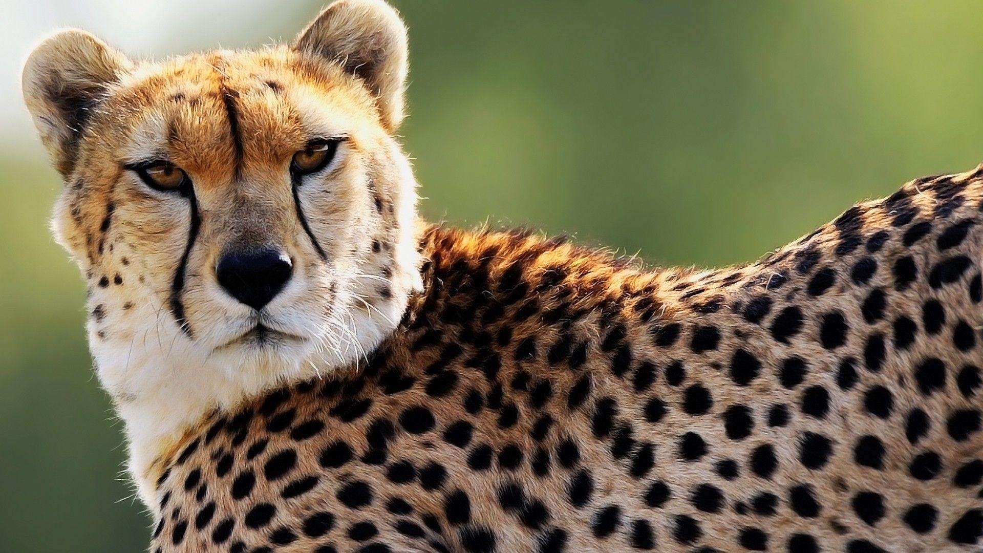 Gepard, Tiere, Bild, HD, erstaunlich, 1920x1080 Full HD Desktop