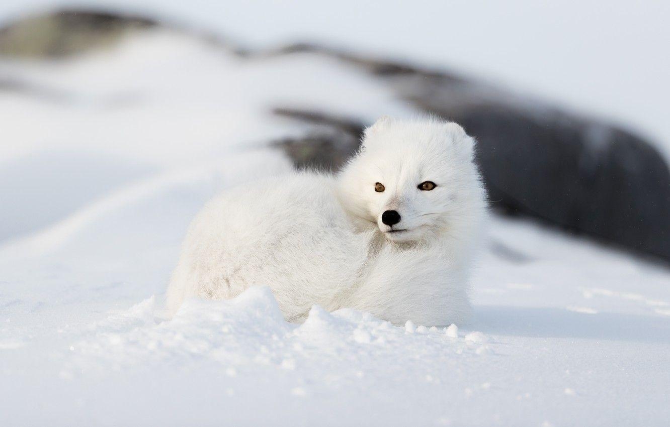 Fuchs, Winter, Weiß, Gesicht, Natur, 1340x850 HD Desktop