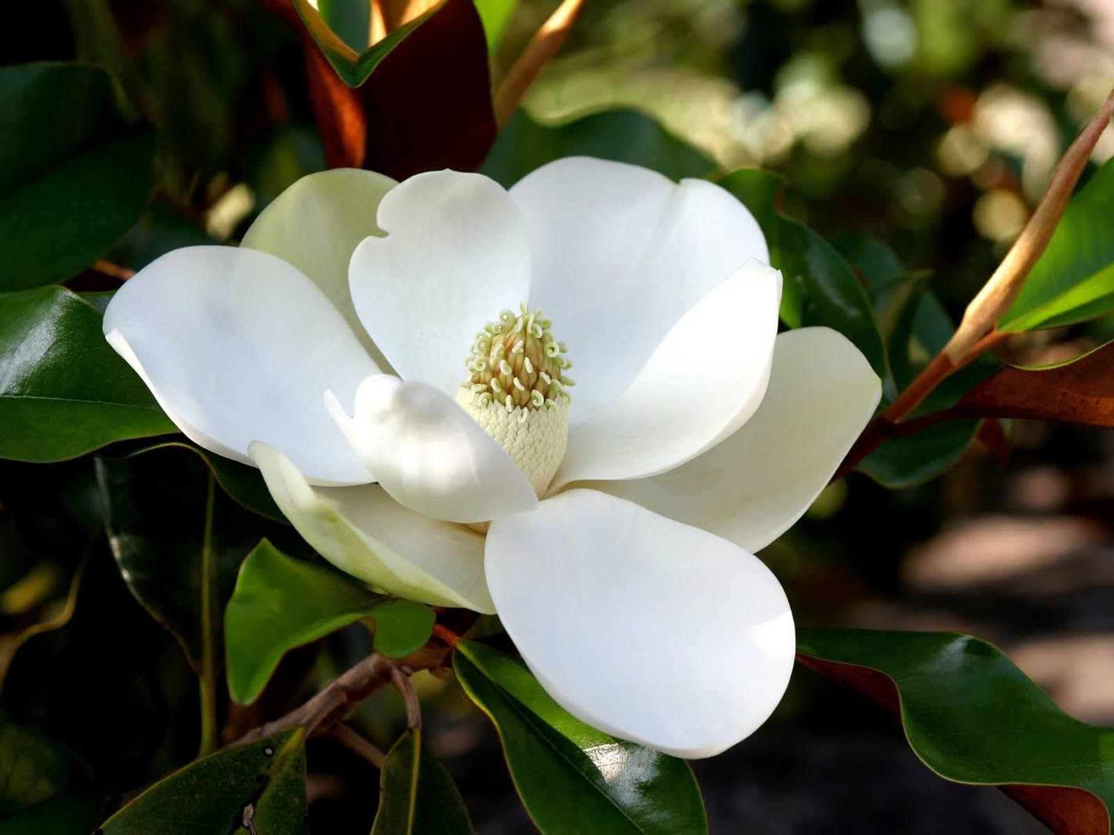 Southern Magnolia, Blume, Kostenlos, Download, Natur, 1600x1200 HD Desktop