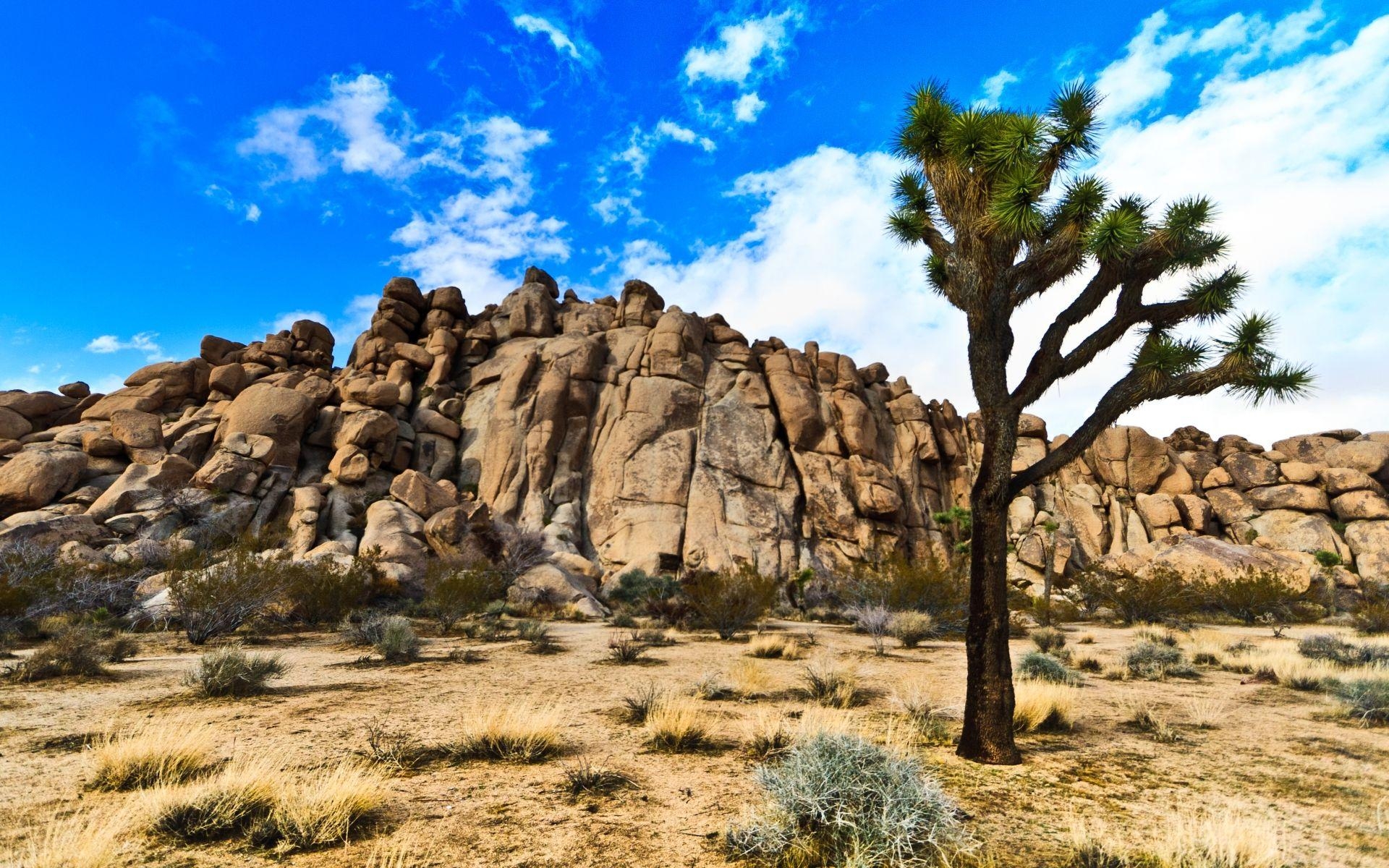 Joshua Tree, Natur, HD, Nationalpark, Kalifornien, 1920x1200 HD Desktop