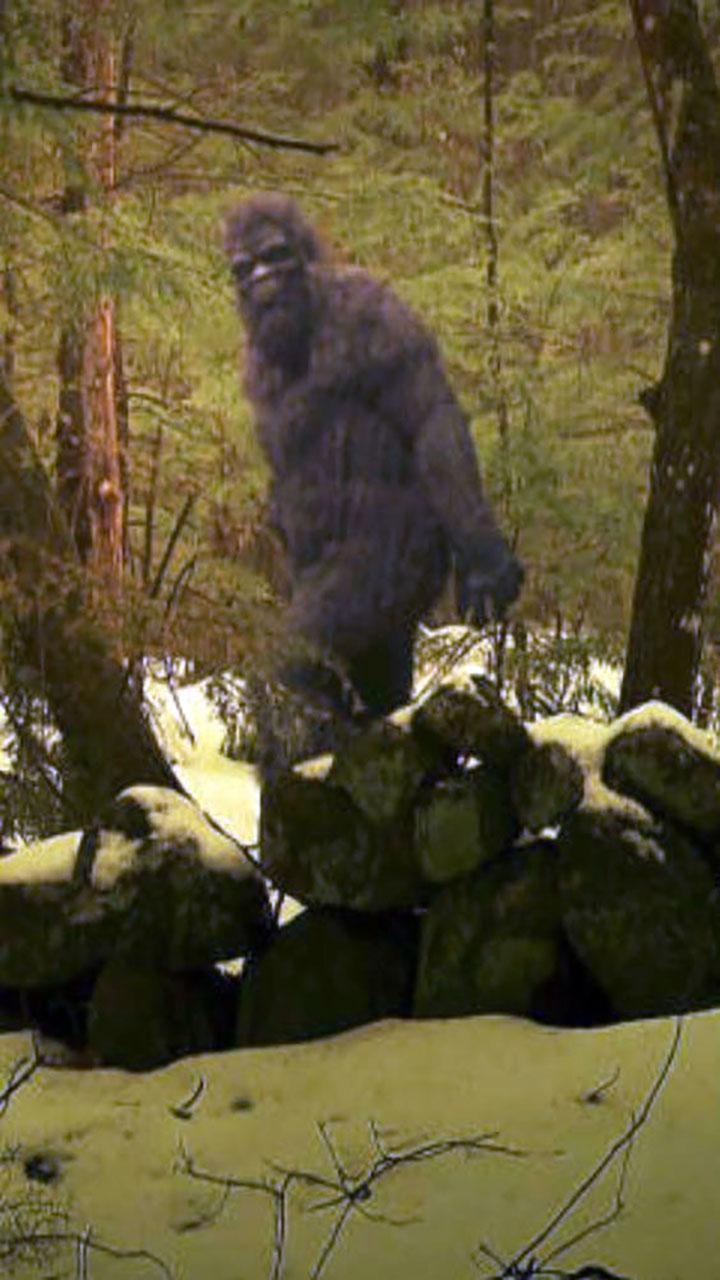 Bigfoot, Yeti, Android, HD Bild, Natur, 720x1280 HD Handy