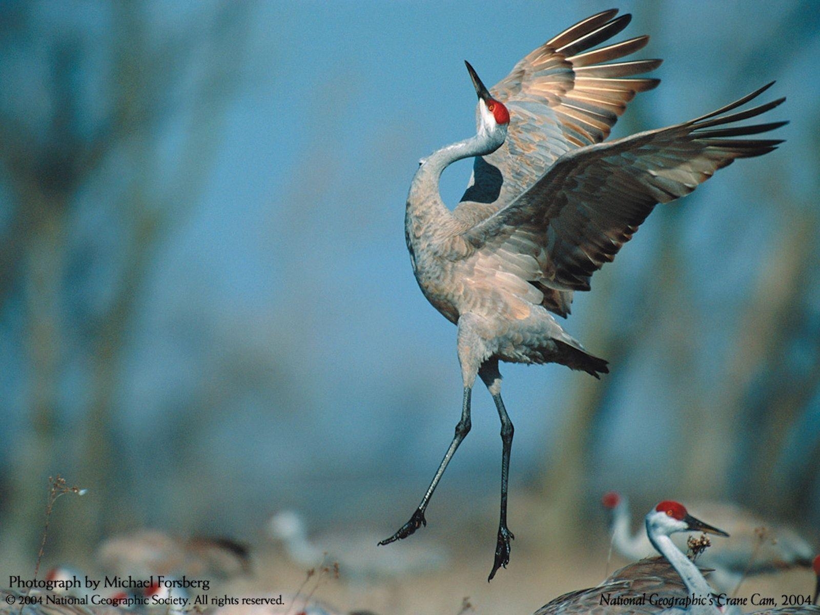 Vögel, Flügel, HD, Hintergrund, Kranich, 1600x1200 HD Desktop