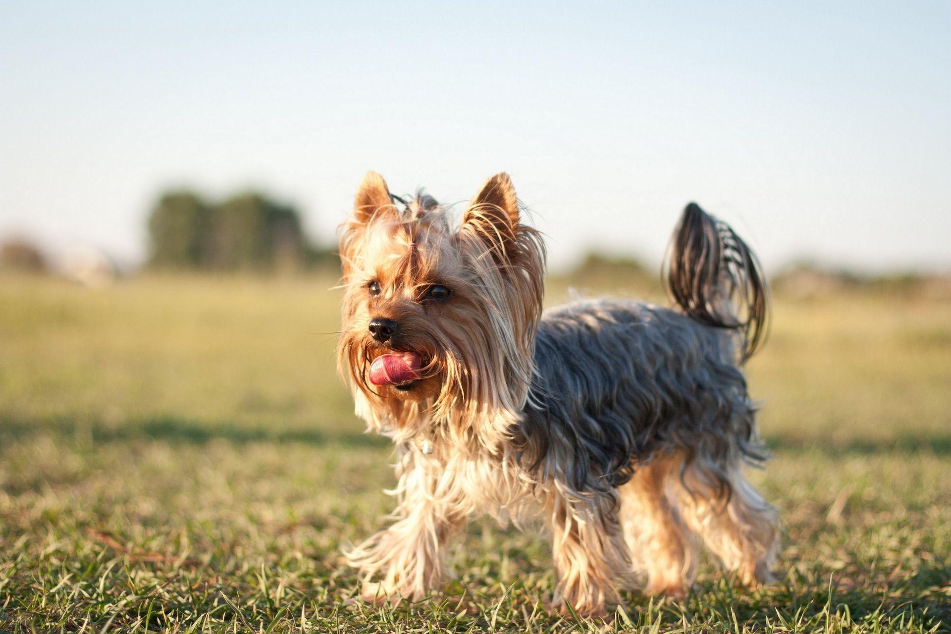 HD Yorkshire Terrier, Hund, liebenswert, zart, flauschig, 1920x1280 HD Desktop