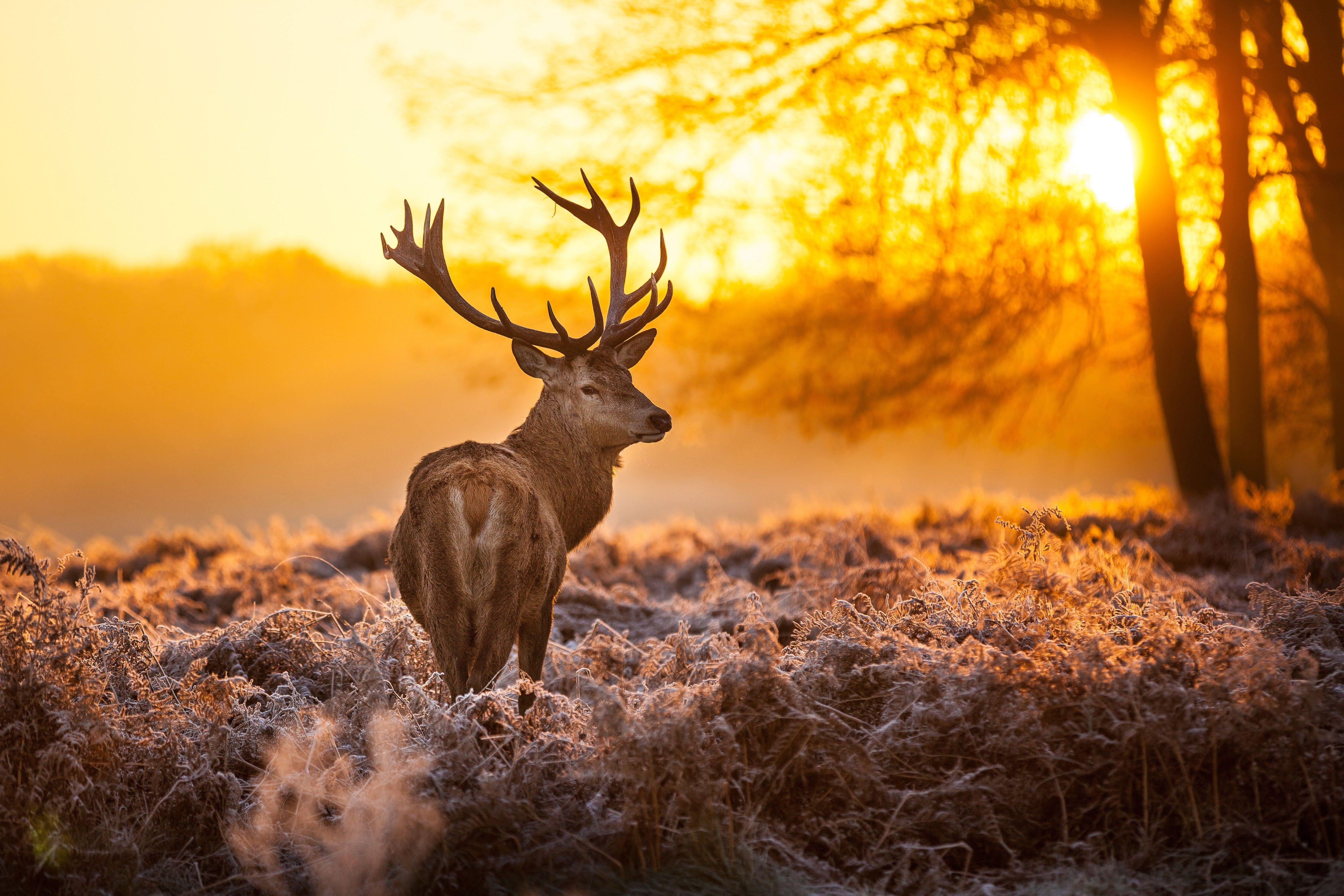 Hirsch, Hintergrundbild, HD, Natur, Wildtiere, 4960x3310 4K Desktop