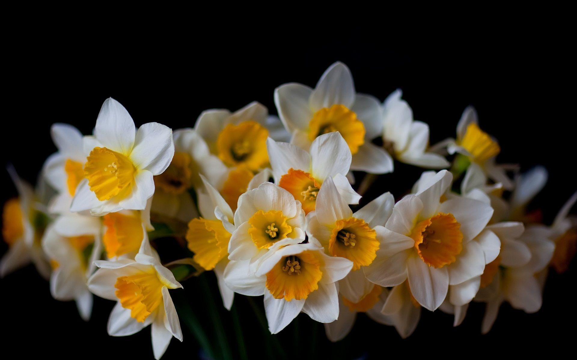 Narzisse, HD, Hintergrund, Blumen, Frühling, 1920x1200 HD Desktop