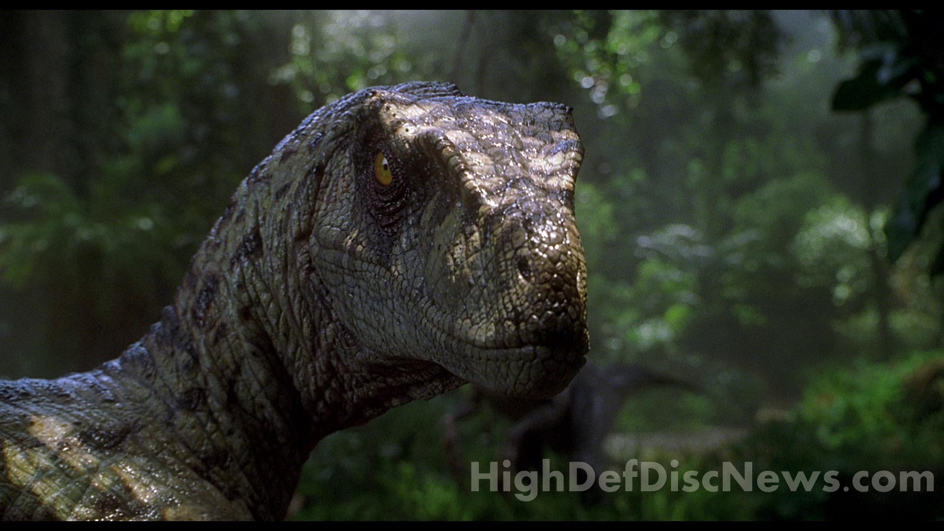 Velociraptor, Hintergrund, Dinosaurier, Tier, 1920x1080 Full HD Desktop