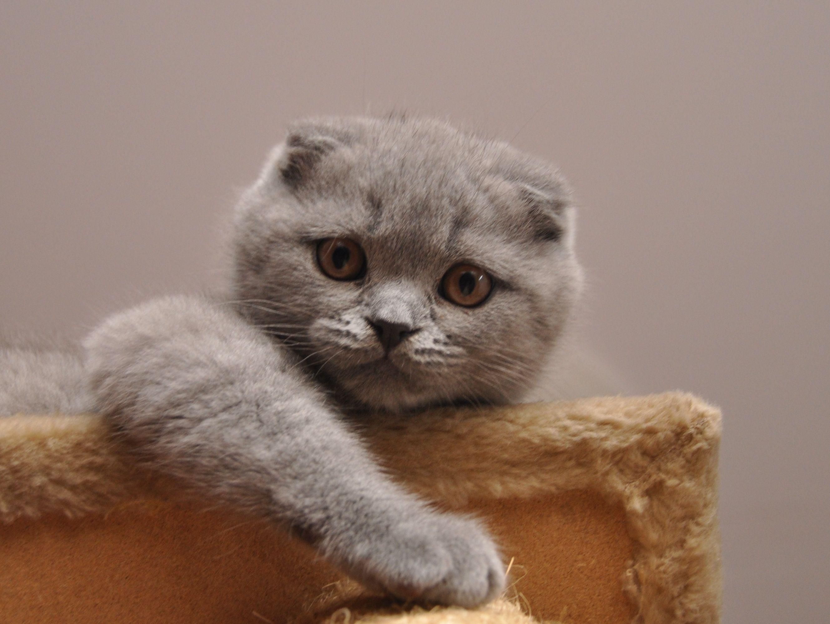 Niedliche Scottish Fold, Foto, Schön, Katze, Hintergrund, 2660x2000 HD Desktop