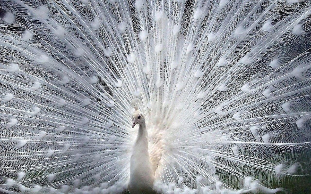 Weißer Pfau, Selten, Vogel, Hintergrund, Eleganz, 1280x800 HD Desktop