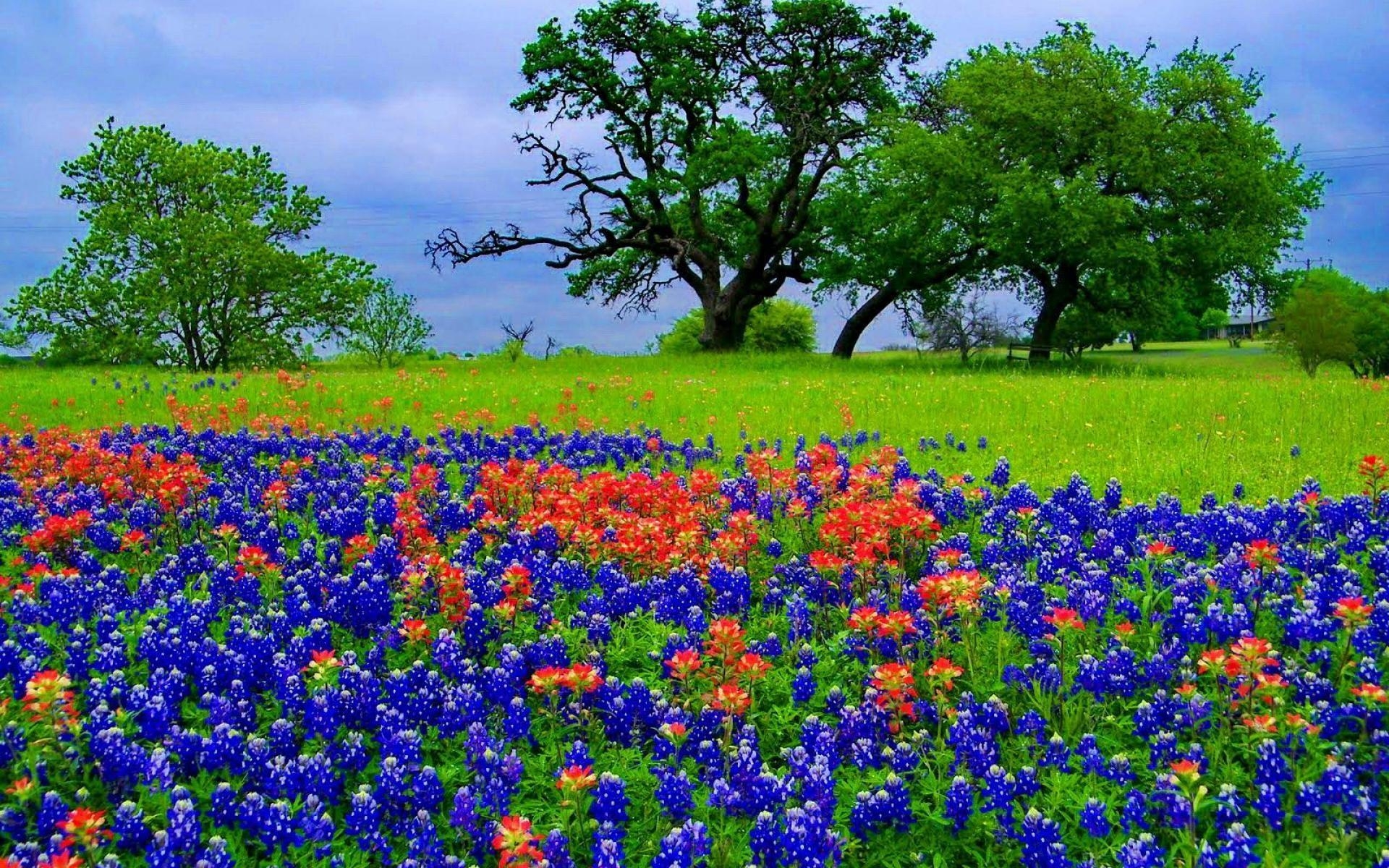 Bluebonnet, Natur, Kostenfrei, Texas, Landschaft, 1920x1200 HD Desktop