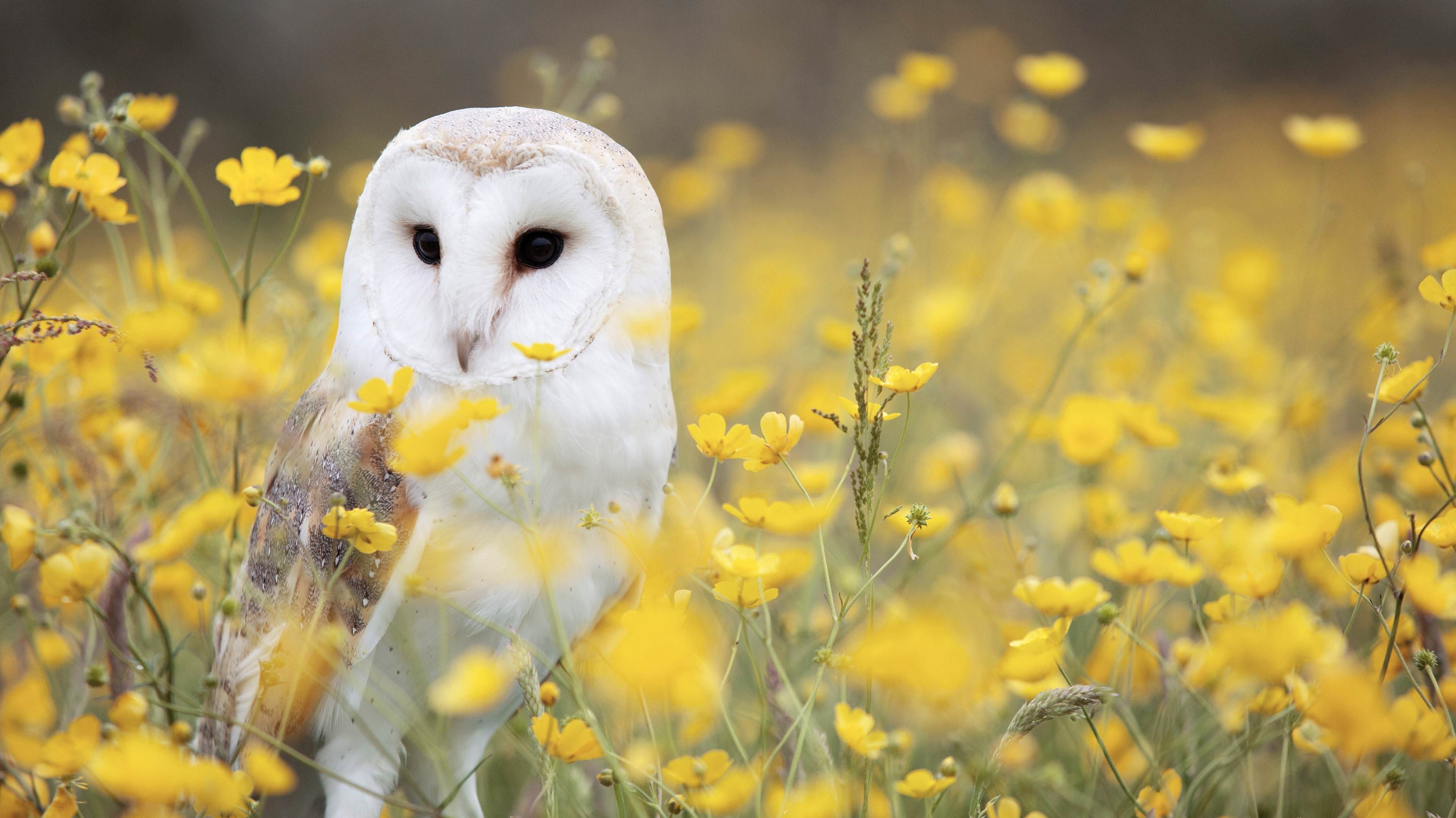 Eule, Hochauflösend, Hintergrund, Natur, Wildtiere, 3840x2160 4K Desktop