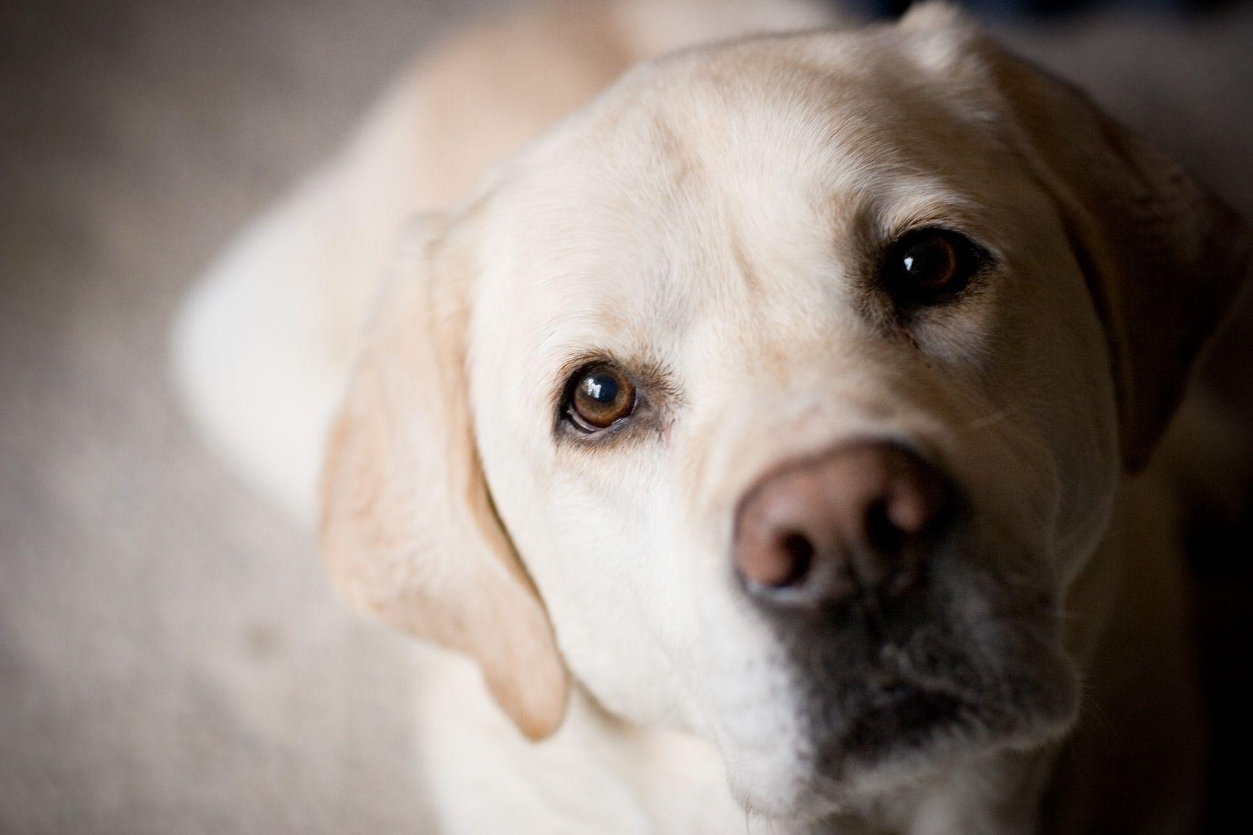 Labrador Retriever, Desktop, Hintergrund, Hund, Tiere, 1800x1200 HD Desktop