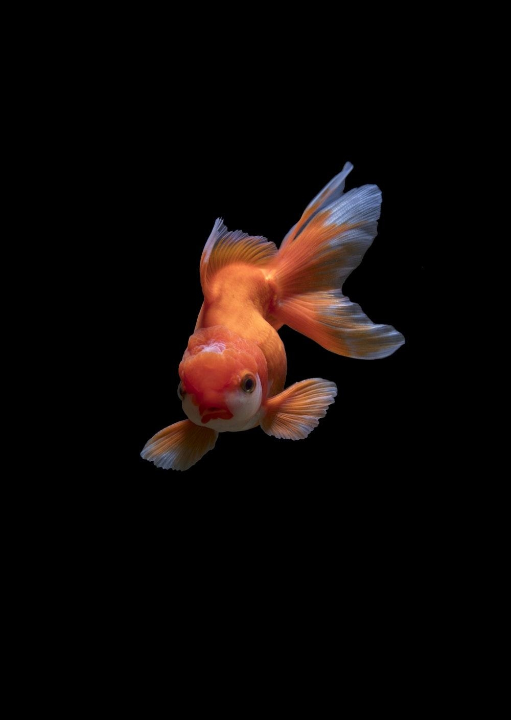 Goldfisch, Bild, Download, Kostenlos, Tier, 1000x1410 HD Handy