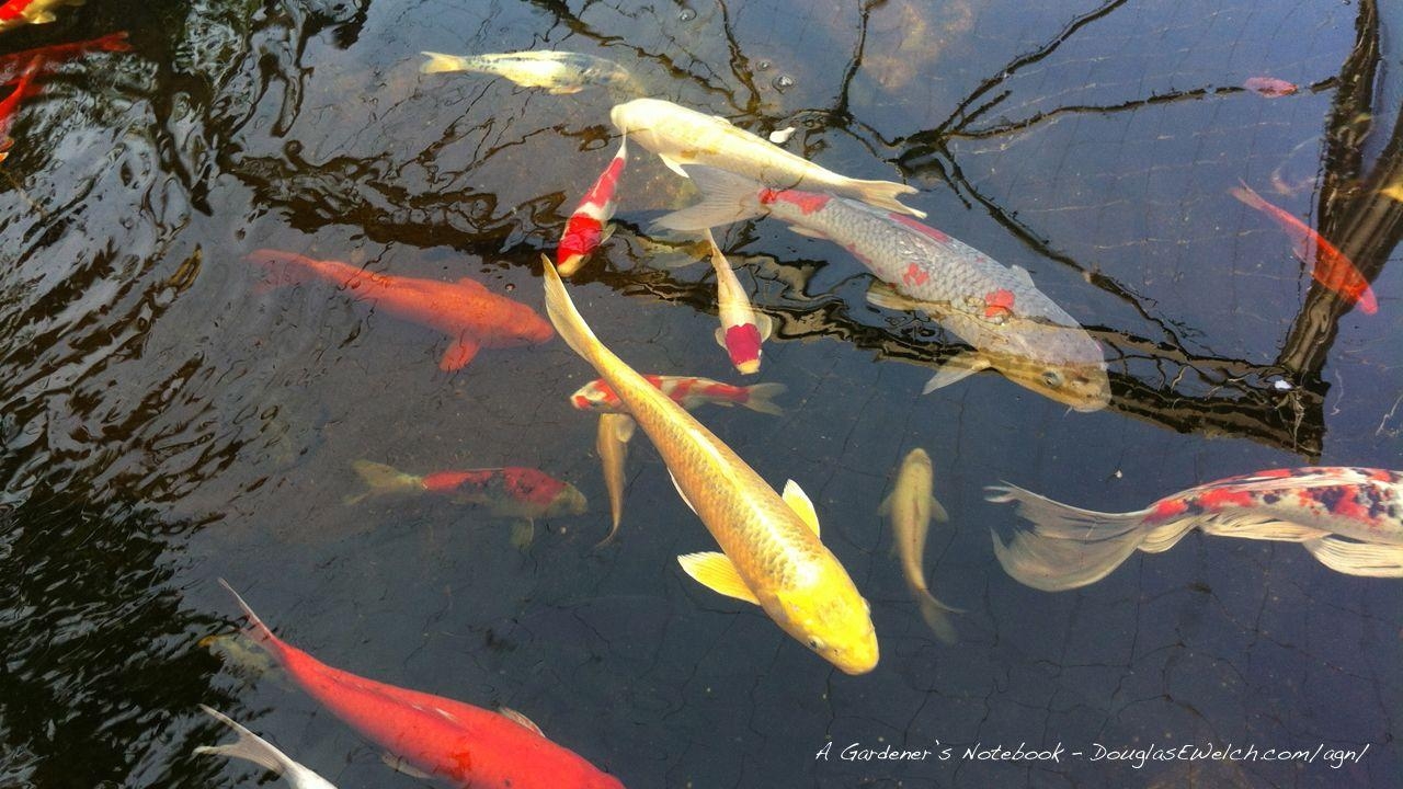 Koi, Fische, Hintergrundbild, Harmonie, Wasser, 1280x720 HD Desktop