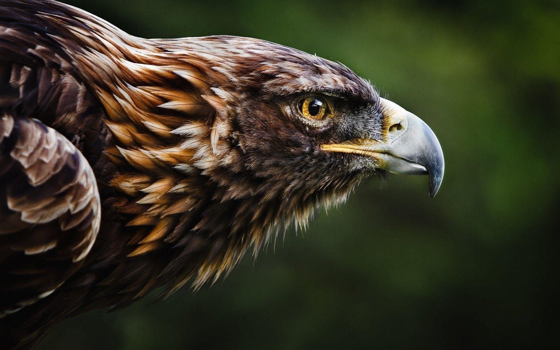 Steinadler, Tierhintergrund, Majestät, Wildlife Fotografie, 1920x1200 HD Desktop