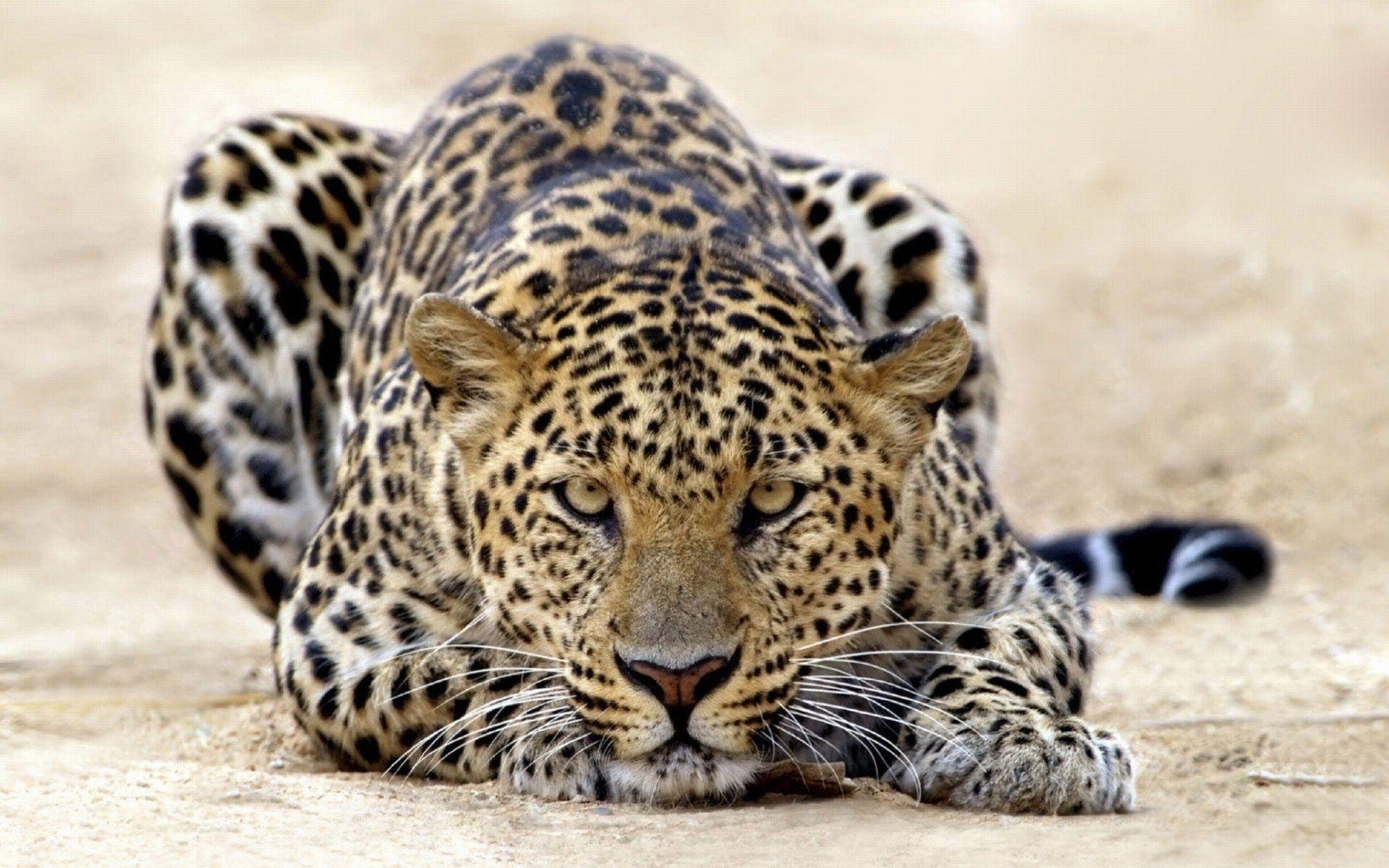 Leopard, Tier, HD, Hintergrund, Bild, 1920x1200 HD Desktop