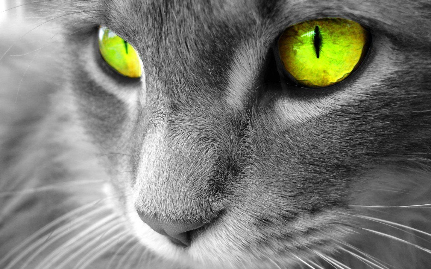 Katze, Download, HD, Hintergrund, Niedlich, 1440x900 HD Desktop