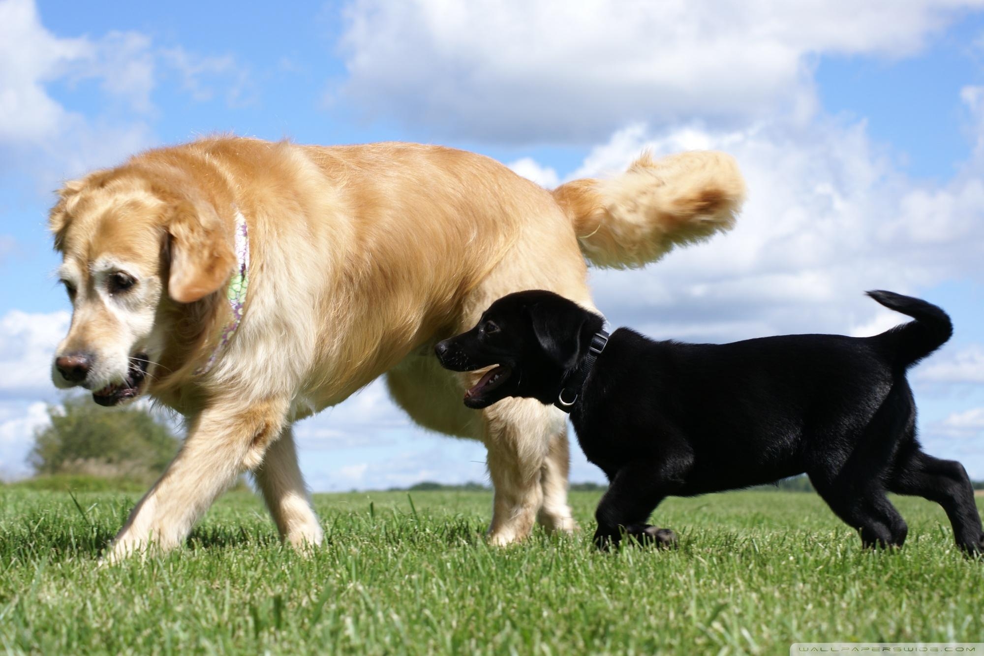 Golden Retriever, Labrador, 4K, HD, Tiere, 2000x1340 HD Desktop